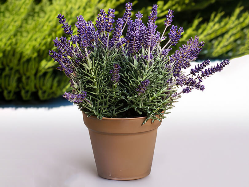 Lavender