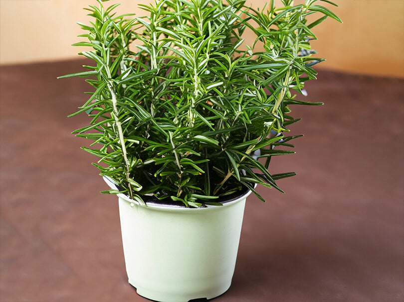 Rosemary