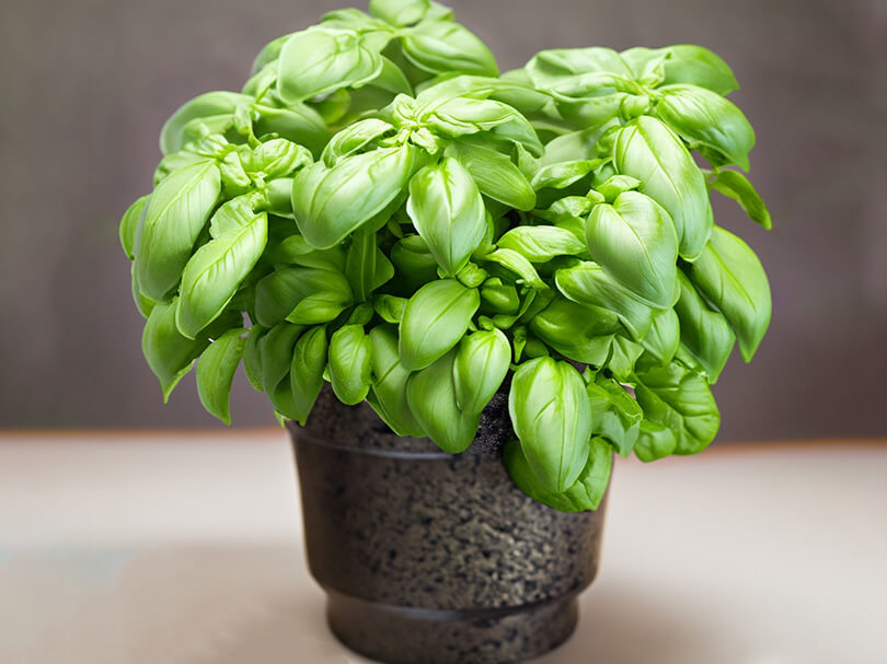 Basil
